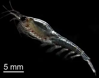Description de l'image Thysanoessa inermis.jpg.