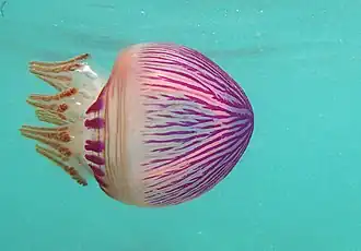 La méduse Thysanostoma loriferum