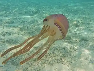 Thysanostoma loriferum, une Thysanostomatidae