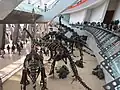 Vue intérieure : squelettes montés de Mamenchisaurus, Omeisaurus, et Bellusaurus