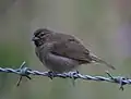 ♀