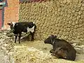 Séchage de bouses de vache au Tibet.