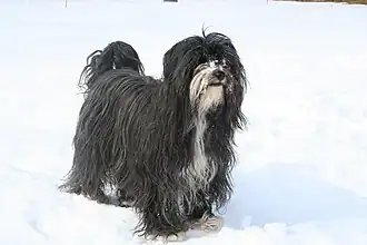 Terrier du tibet, particolore Noir&Blanc
