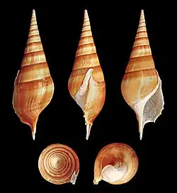 Tibia insulaechorab.