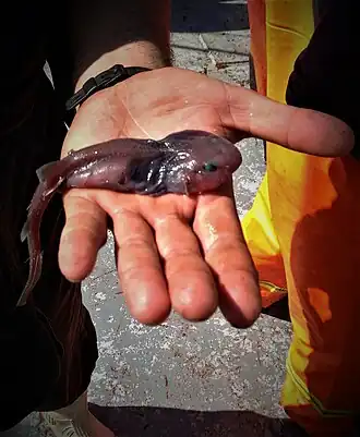 Description de l'image Tiburon_renacuajo.jpg.