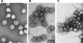 Description de l'image Tick-Borne Encephalitis Virus.png.