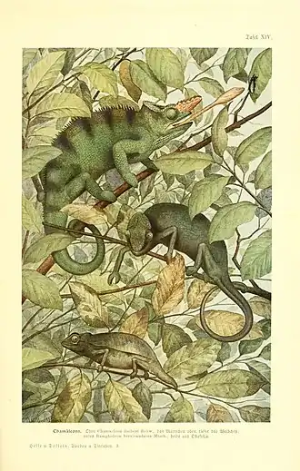 Description de l'image Tierbau und tierleben in ihrem zusammenhang betrachtet (9417983362).jpg.
