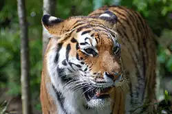 Tigre de l'Amour