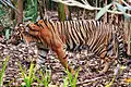 Tigre de Sumatra