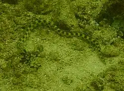 Myrichthys tigrinus