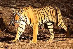 Les rayures ruptives du tigre ne coïncident jamais avec les contours réels de son corps mais s'étendent toujours perpendiculairement à celui-ci.