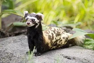 Putois marbré (Vormela peregusna).