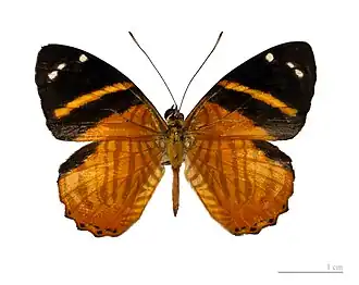 Tigridia acesta