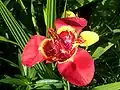 var. 'Sunset in Oz'