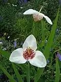 var. 'Aube grandiflora'