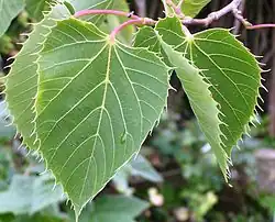 Feuilles ciliées « comme une plante carnivore » (en juin).