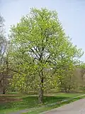 Tilleul d'Amérique  (Tilia americana)