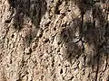 Tronc de l'arbre fétiche (tilleul) de Han-sur-Lesse couvert de clous