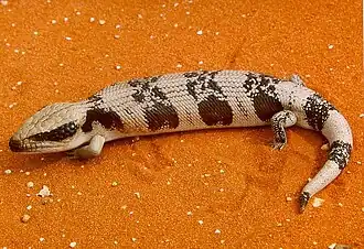 Description de l'image Tiliqua_occipitalis.jpg.