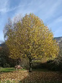 Tilleul de 15&nbsp;ans, Haute-Savoie.