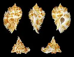 Timbellus miyokoae