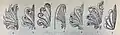 Chronologie de la palmette, vue de profil, suivant les styles successifs. a : Grec.b, c : Romain, d : Byzantin, e : Renaissance, f : Baroque, g : Empire.