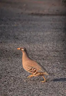 Ammoperdix heyi