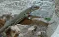 Timon lepidus - Parc zoologique de Paris - en promenade