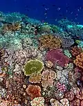 Ce cliché pris dans les eaux du Timor montre bien ici la diversité des communautés coralliennes que l'on peut retrouver au sein des mers tropicales du globe.