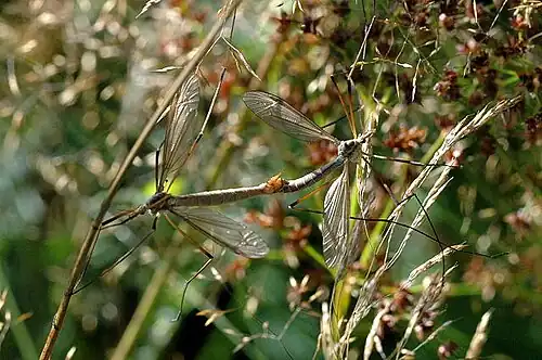 Accouplement
