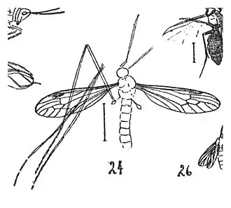 Tipula inflexa fig 24 N. Théobald 1937 holotype éch. Inst. Géol. Clermont-Ferrand x2; p.343 pl. XX, Insectes d'Aix 19-26