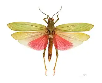Titanacris picticrus - Guyane.