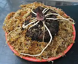 Tubercule