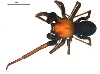Description de l'image Titanoeca nivalis m.jpg.