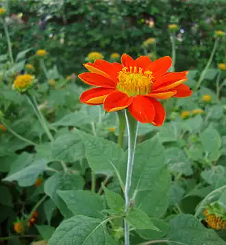 Description de l'image Tithonia rotundifolia (4).jpg.