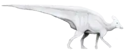 Tlatolophus galorum (reconstitution).