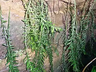 Description de l'image Tmesipteris truncata Turramurra.jpg.