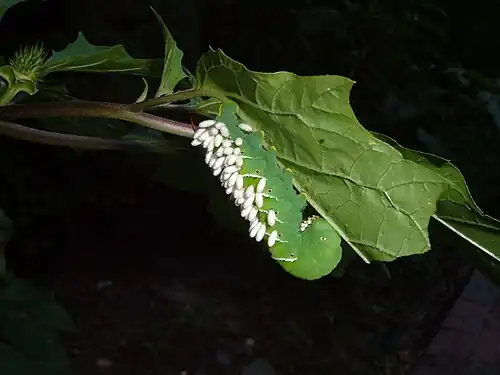 Une chenille parasitée couverte de cocons de guêpes parasitoïdes.