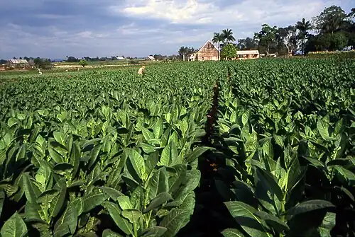 Ferme de Tabac à Pinar del Rio