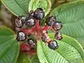 infrutescence