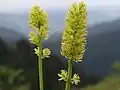 Détail de l'inflorescence.