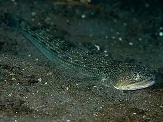 Saurida elongata