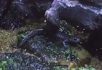 Description de l'image Tokyo Salamander (Hynobius tokyoensis) - GRB.JPG.