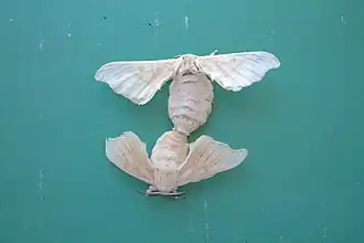 Accouplement