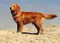 Retriever de la Nouvelle-Écosse