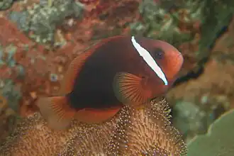Un poisson-clown orange très sombre. Ses nageoires sont jaunes translucides, une barre verticale blanche passe derrière l’œil.