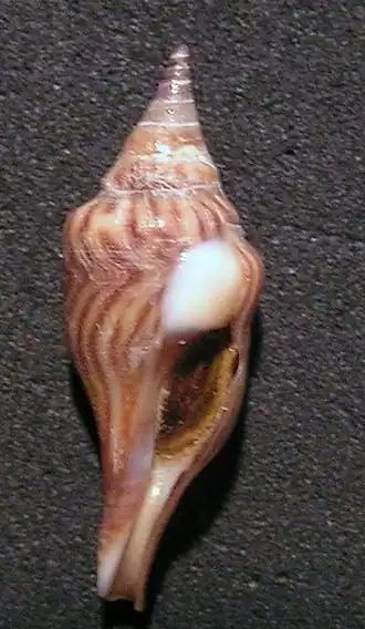 Description de l'image Tomellana lineata 001.jpg.