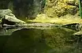 Faux-gavial de Malaisie.