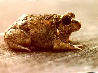 Description de l'image Tomopterna breviceps.jpg.