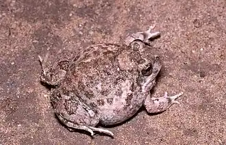 Description de l'image Tomopterna cryptotis.jpeg.